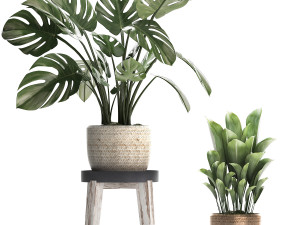 collection exotic plants monstera 447 Modelo 3D
