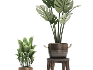 collection exotic plants monstera 447 Modelo 3D