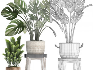 collection exotic plants monstera 447 Modelo 3D