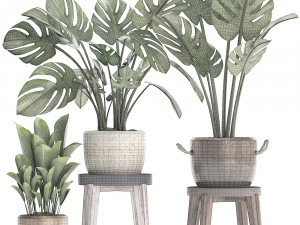 collection exotic plants monstera 447 Modelo 3D