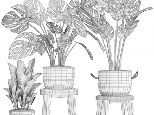 collection exotic plants monstera 447 Modelo 3D