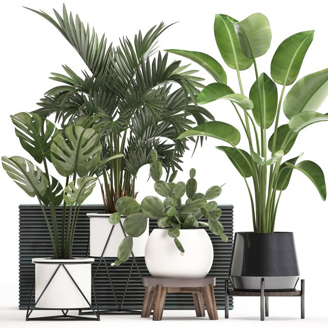 collection exotic plants in a pot 448 Modelo 3D .c4d .max .obj .3ds .fbx .stl .blend 