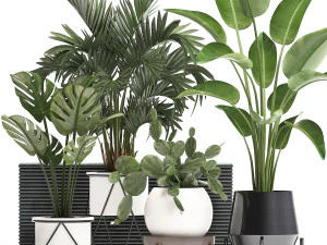cole&ccedil;&atilde;o de plantas ex&oacute;ticas em um vaso 448 Modelo 3D
