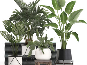 collection exotic plants in a pot 448 Modelo 3D