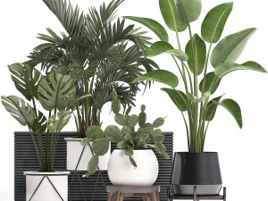 collection exotic plants in a pot 448 3D Model
