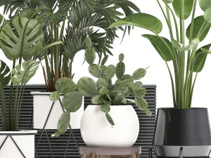 collection exotic plants in a pot 448 3D Model