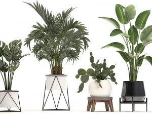 collection exotic plants in a pot 448 3D Model