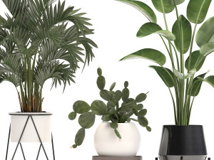 collection exotic plants in a pot 448 Modelo 3D