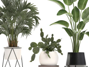 collection exotic plants in a pot 448 3D Model