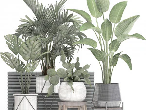 collection exotic plants in a pot 448 3D Model