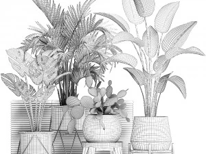 collection exotic plants in a pot 448 3D Model