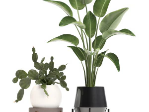 collection exotic plants in a pot 448 3D Model