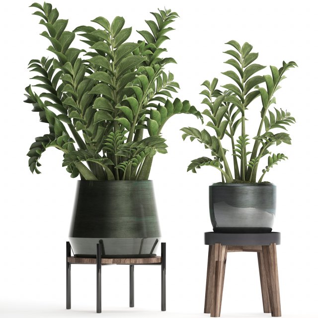 collection exotic plants in a pot 449 zamioculcas 3D मॉडल .c4d .max .obj .3ds .fbx .stl .blend 