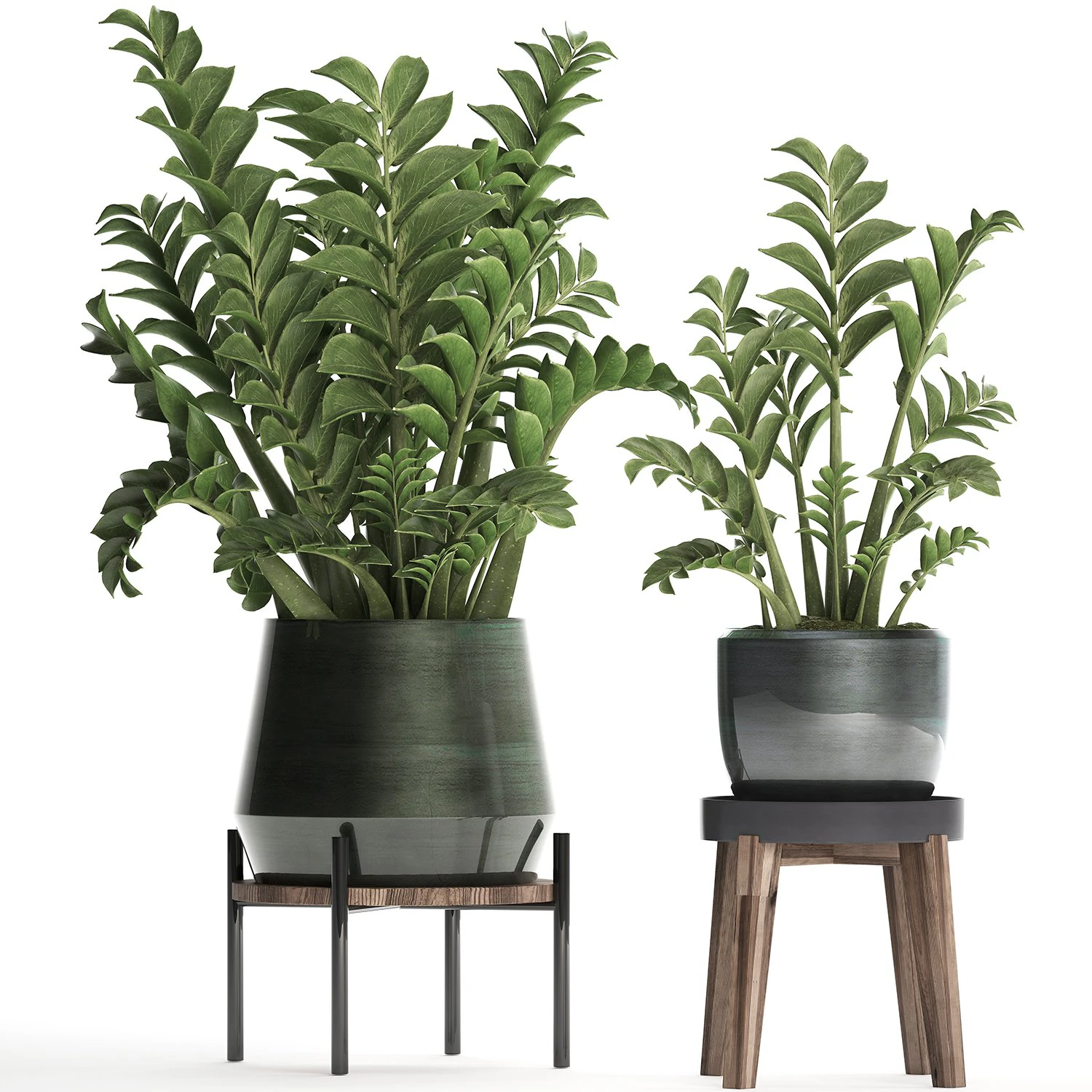 collection exotic plants in a pot 449 zamioculcas 3D Model .c4d .max .obj .3ds .fbx .stl .blend