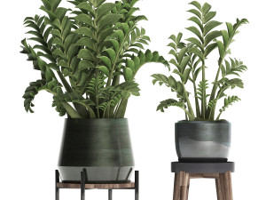 collection exotic plants in a pot 449 zamioculcas Model 3D