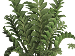 collection exotic plants in a pot 449 zamioculcas 3D मॉडल