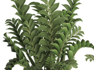 collection exotic plants in a pot 449 zamioculcas 3D Model