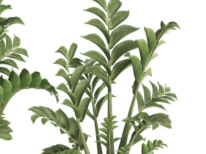 collection exotic plants in a pot 449 zamioculcas 3D मॉडल