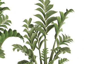 collection exotic plants in a pot 449 zamioculcas 3D Model