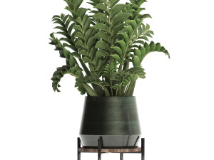 collection exotic plants in a pot 449 zamioculcas 3D मॉडल