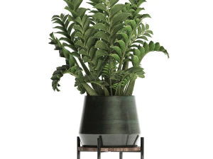 collection exotic plants in a pot 449 zamioculcas 3D Model