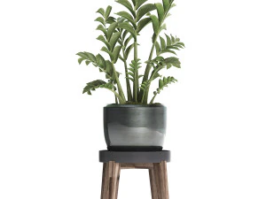collection exotic plants in a pot 449 zamioculcas 3D Model