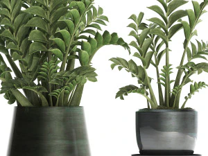 collection exotic plants in a pot 449 zamioculcas 3D Model