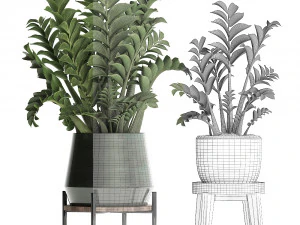 collection exotic plants in a pot 449 zamioculcas 3D Model