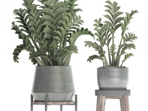 collection exotic plants in a pot 449 zamioculcas 3D Model