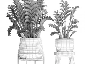 collection exotic plants in a pot 449 zamioculcas 3D Model