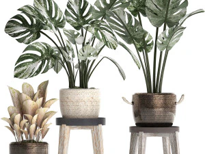 collectie exotische planten monstera 450 3D Model