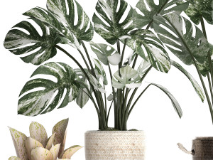 collection exotic plants monstera 450 Modèle 3D