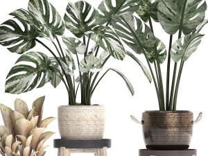 collection exotic plants monstera 450 Modèle 3D