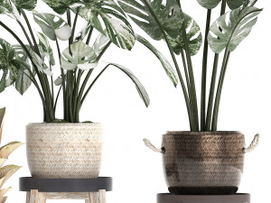 collection exotic plants monstera 450 Modèle 3D