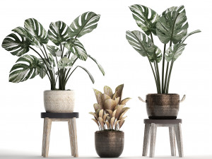 collection exotic plants monstera 450 Modèle 3D