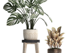 collection exotic plants monstera 450 Modèle 3D