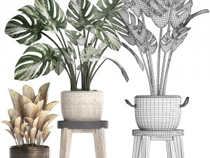 collection exotic plants monstera 450 Modèle 3D
