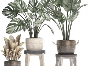 collection exotic plants monstera 450 Modèle 3D