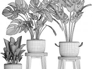 collection exotic plants monstera 450 Modèle 3D