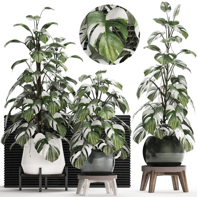 collection exotic plants monstera 451 3D Model .c4d .max .obj .3ds .fbx .stl .blend 