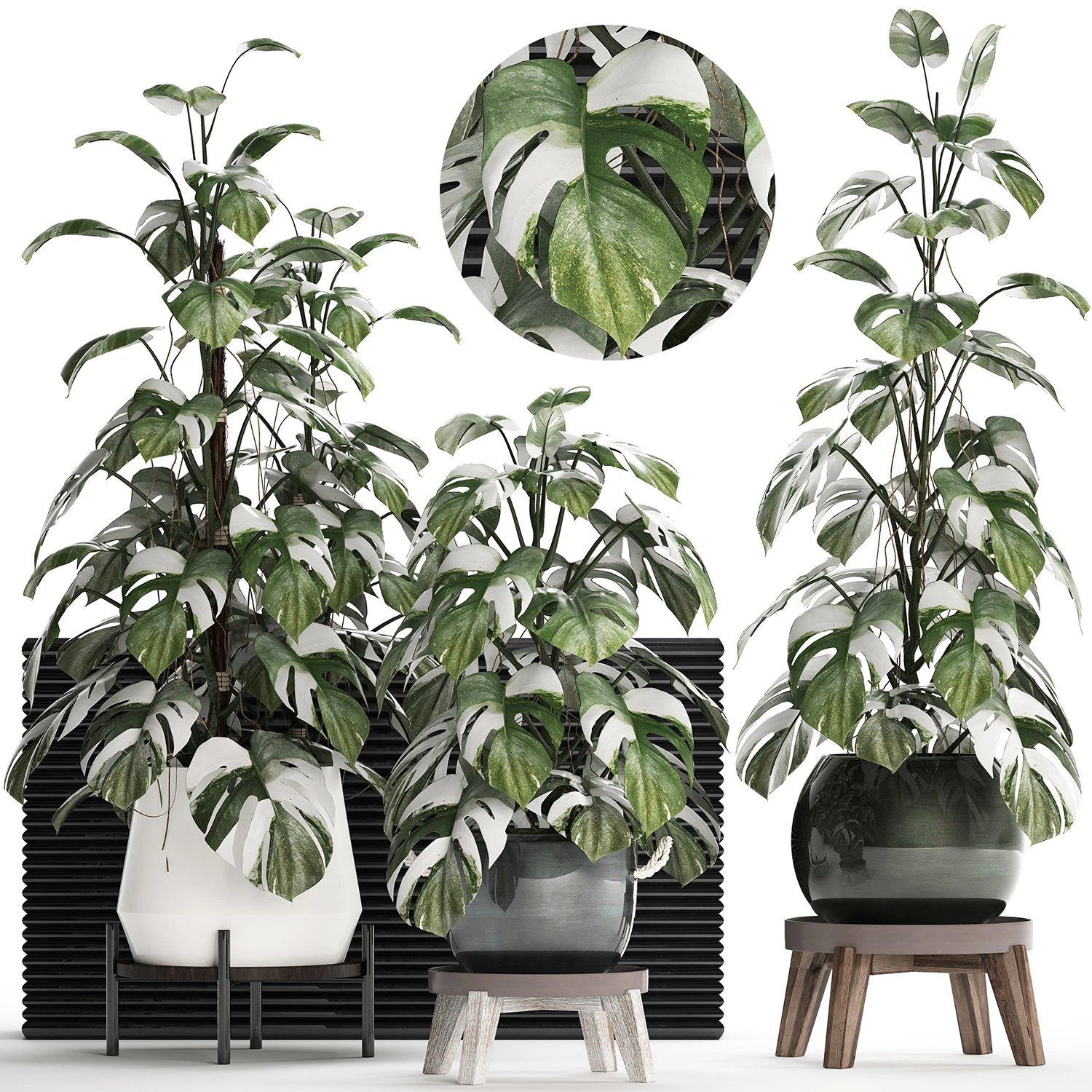 collection exotic plants monstera 451 3D Model .c4d .max .obj .3ds .fbx .stl .blend 