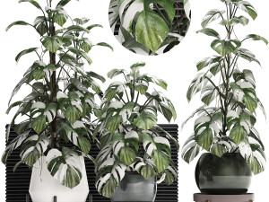 collection exotic plants monstera 451 3D 모델