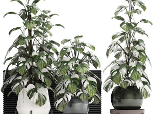 collection exotic plants monstera 451 3D Model