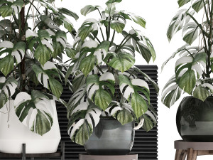 collection exotic plants monstera 451 3D Model