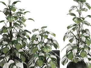 collection exotic plants monstera 451 3D Model