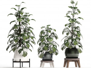 collection exotic plants monstera 451 3D Model