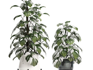 collection exotic plants monstera 451 3D Model