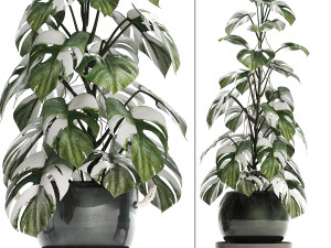 collection exotic plants monstera 451 3D Model
