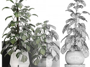 collection exotic plants monstera 451 3D Model