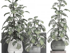 collection exotic plants monstera 451 3D Model